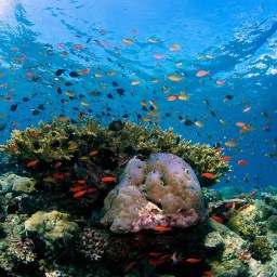 “Ecocide News” is starting in September!