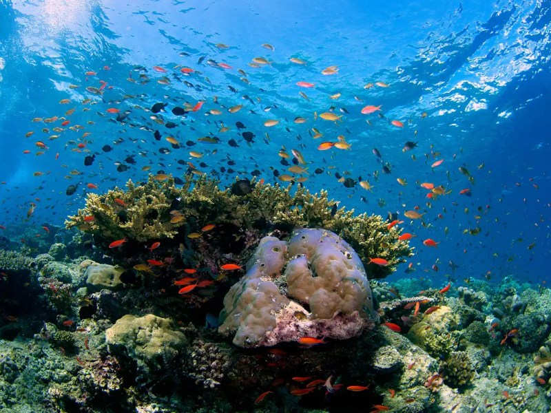 “Ecocide News” is starting in September!