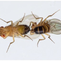 Ozone pollution breaks down pheromones, hindering insect reproduction